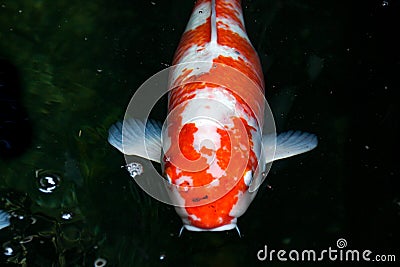 Vibrant Kohaku fish swims peacefully in an underwater environment Stock Photo