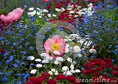 pink poppies and forget flowers in a field of blue and white flowers Stock Photo