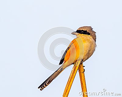 Vibrant long tailed shrike stands atop a wooden stick against a bright blue sky Stock Photo