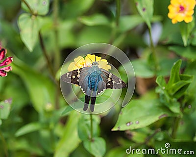 Vibrant Long-Tailed Skipper butterfly perched atop a bed of flowers in a sunlit garden Stock Photo
