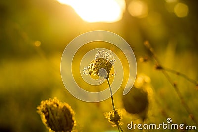 Vibrant meadow grass close up on sunset Stock Photo