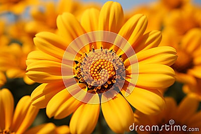 Vibrant Mexican sunflower weed, Closeup beautiful orange bloom Stock Photo