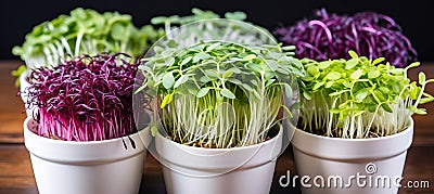 Vibrant microgreens a captivating display of colors, textures, and nutrient rich appeal Stock Photo