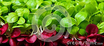 Vibrant microgreens a captivating display of colors, textures, and nutrient rich freshness Stock Photo