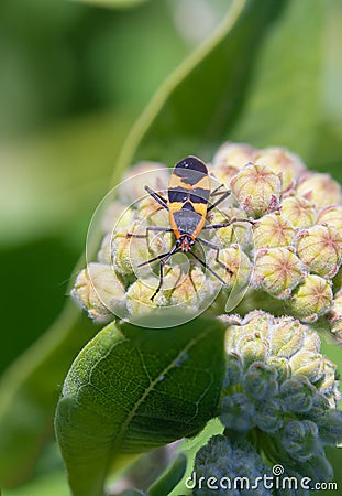 Vibrant milkweed bug is looking for food on a sunny day Stock Photo