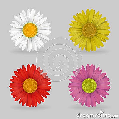 Vibrant multi color lovely daisy chammomile flowers Vector Illustration