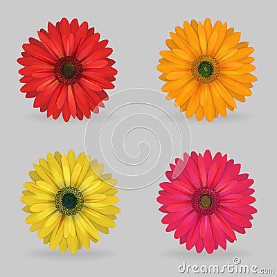 Vibrant multi color lovely gerbera daisy flowers Vector Illustration