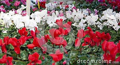 Vibrant multicolored cyclamen flowers Stock Photo