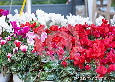Vibrant multicolored cyclamen flowers Stock Photo