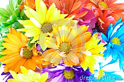 Vibrant Multicolored Daisy Background Stock Photo