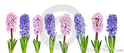 Vibrant multicolored hyacinth spring flowers isolated on white background Stock Photo