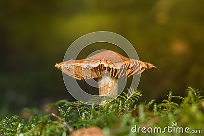 a mushroom on a moss surface in front of the sun Stock Photo