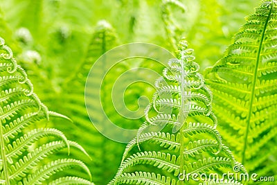 Vibrant natural green fern texture pattern. Beautiful tropical forest or jungle foliage background. Fresh spring foliage Stock Photo