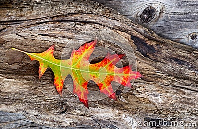 Vibrant Oak Leaf and Rustic Wood Stock Photo