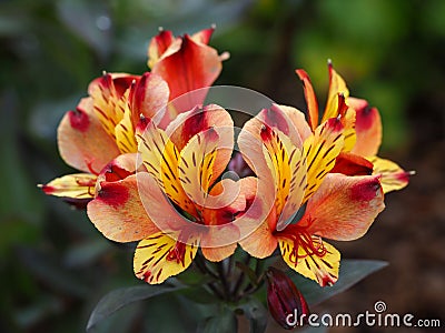 Vibrant orange Alstroemeria Peruvian lily flowers Stock Photo