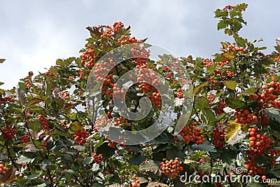 Vibrant orange berries in the leafage of Sorbus aria Stock Photo