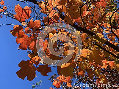 VIbrant Orange Leaves in October in Autumn Stock Photo