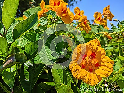 Vibrant Orange Nasturtiums in Sunlit Garden, Eye-Level View Stock Photo