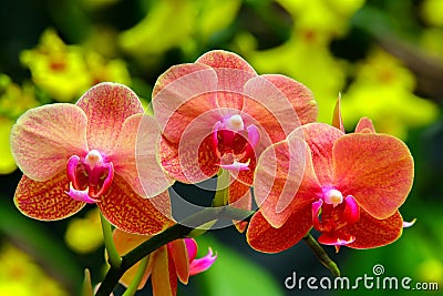 Vibrant orange and pink shade phalaenopsis blume orchids Stock Photo