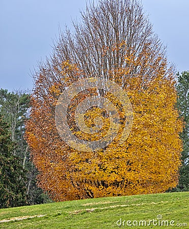 Vibrant Orange Tree in the Season of Autumn Stock Photo