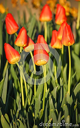 Vibrant Orange Tulips Glowing at Dawn Stock Photo