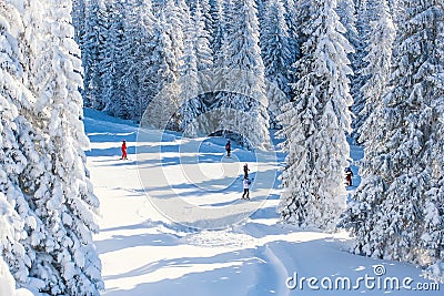 Vibrant panorama of the slope at ski resort Kopaonik, Serbia, people skiing, snow trees, blue sky Stock Photo