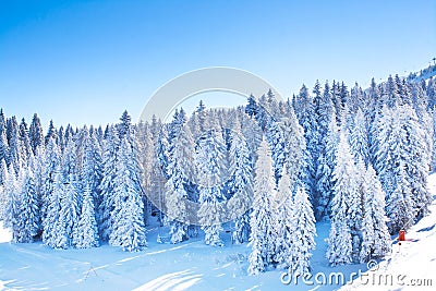 Vibrant panorama of the slopes at ski resort, snow trees, blue sky Stock Photo