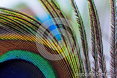 Vibrant peacock feather nestled within tree branches Stock Photo