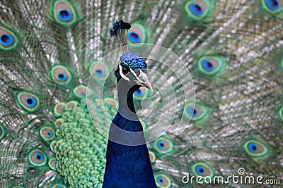 Vibrant peacock proudly flaunting its feathers in its zoo enclosure Stock Photo