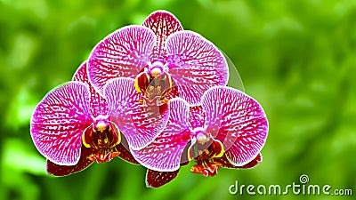 Vibrant pink orchids Stock Photo