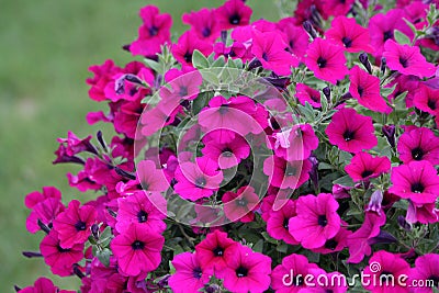 Vibrant Pink Petunias Stock Photo