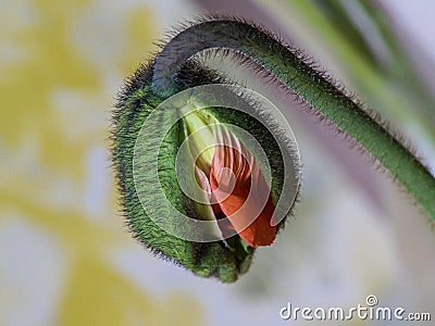 Vibrant Poppy flower bud stands tall in a glass vase, surrounded by lush green stems Stock Photo