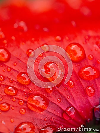 Vibrant poppy flower with dew glistening on its lush petals Stock Photo