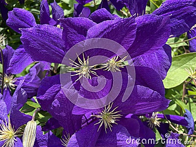 Vibrant Purple Clematis Flowers in Spring In June Stock Photo