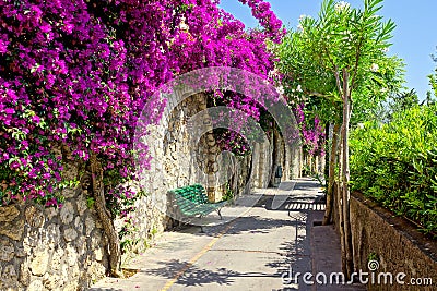 Walkway of vibrant purple flowers in Capri, Italy Stock Photo