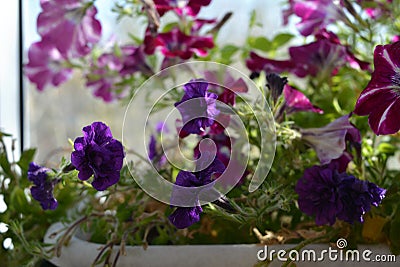 Vibrant purple flowers of petunia double. Balcony greening Stock Photo