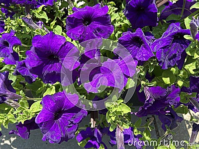 Vibrant Purple Petunia Flowers in Spring in the Garden Stock Photo