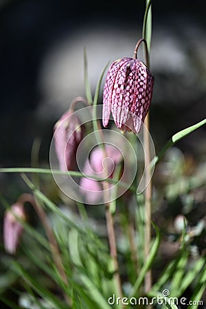 Vibrant purple Snake's head fritillary flower among lush green grass in a natural outdoor setting Stock Photo