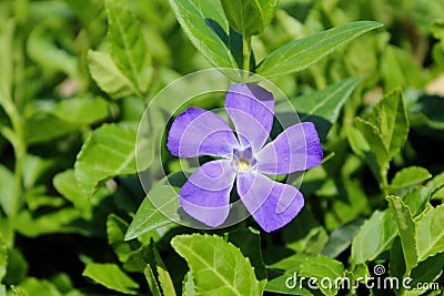 Vibrant Purple Wildflower Stock Photo