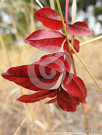 Vibrant Red autumn leaves outside on a tree Stock Photo