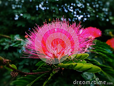 A vibrant red coloured flower captured focused and background blurred and edited using photoshop Stock Photo