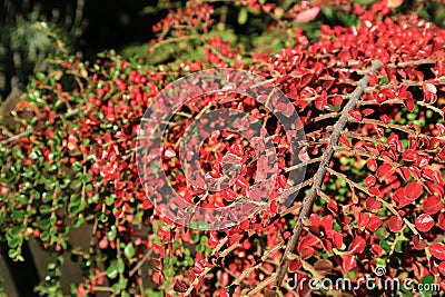 Red Foliage of Wild Berries Shrub in the Sunlight of Patagonia, El Calafate, Argentina, South America Stock Photo