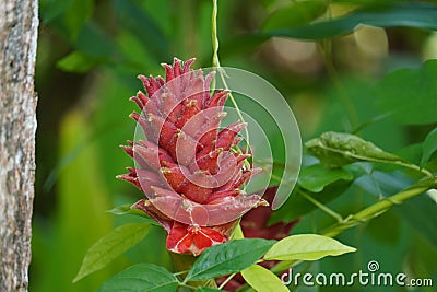 A vibrant red ginger flower surrounded by lush green leaves, scientifically known as Zingiber zerumbet Stock Photo