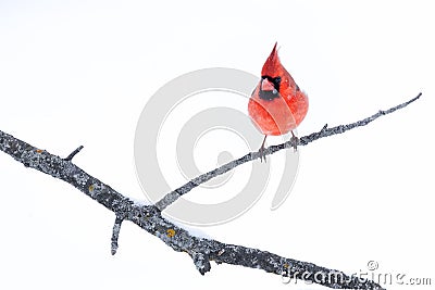 Vibrant red Northern Cardinal perched on a wintery tree branch, blanketed in snow Stock Photo