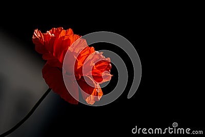 Vibrant red Poppy flower against a striking black background Stock Photo