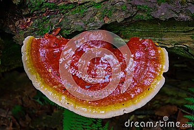 Vibrant Reishi Mushroom Ganoderma Tsugae Growing in a Hemlock forest Stock Photo