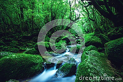 Vibrant scenery of a river in the middle of a forest in Yakushima, Japan Stock Photo