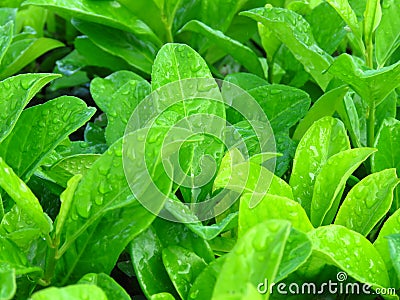 Vibrant shiny green leaves covered with water rain dew drops. Stock Photo