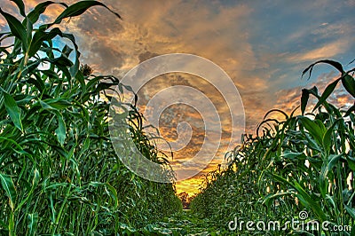 Vibrant sky dividing the crops Stock Photo