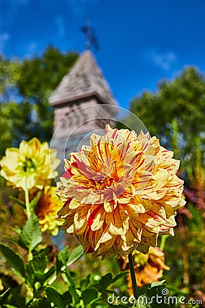 Vibrant Speckled Yellow Dahlia with Historic Spire Background Stock Photo
